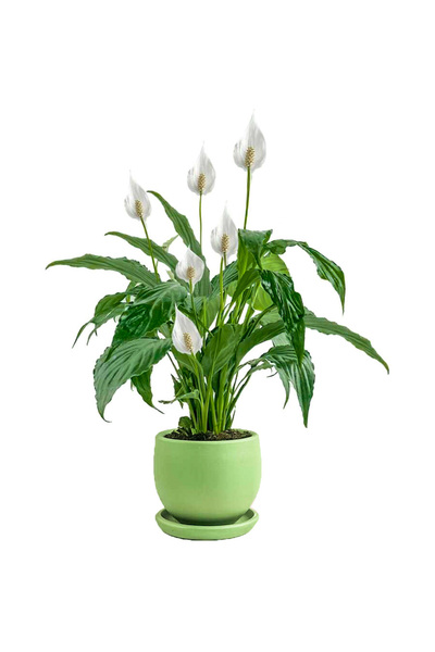 Fidanburada Barış Çiçeği - Curvy Yeşil Saksılı-Spathiphyllum