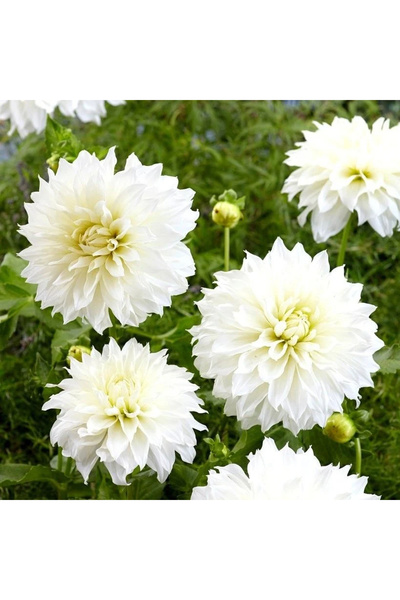 CC Yıldız Çiçeği Fidesi Beyaz 15-20 CM