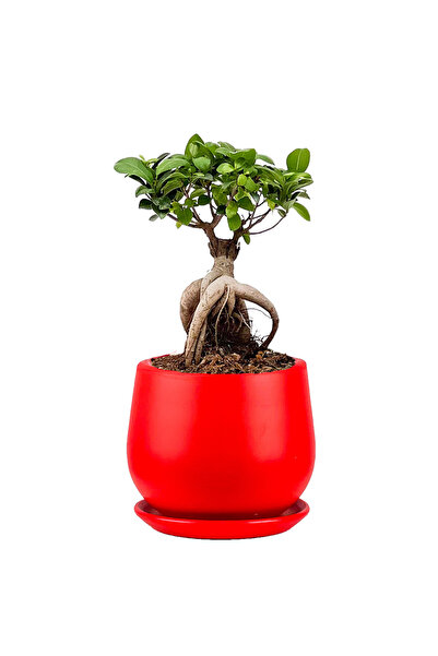 Fidanburada Mini Ficus Ginseng Bonsai Kırmızı Curvy Saksılı