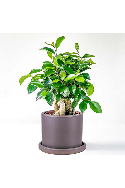 Fidanburada Mini Ficus Ginseng Bonsai Antrasit Ruby Saksılı