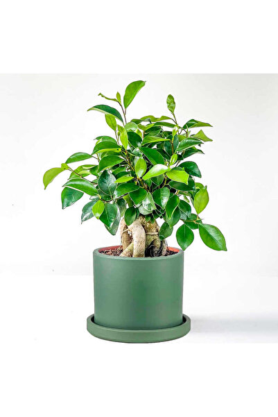 Fidanburada Mini Ficus Ginseng Bonsai Mint Yeşili Ruby Saksılı
