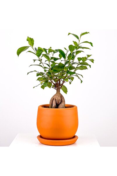 Fidanburada Mini Ficus Ginseng Bonsai Terra Cotta Curvy Saksılı