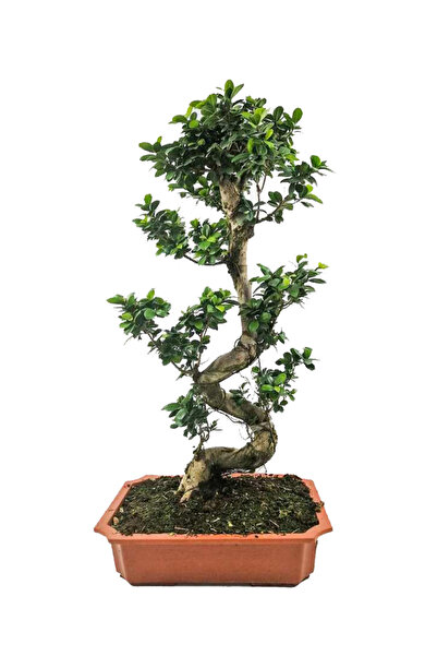 Fidanburada Ficus S Bonsai 120-140 Cm