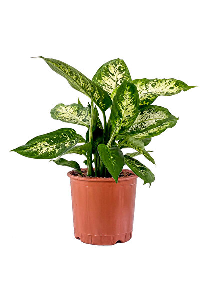Fidanburada Difenbahya Bitkisi (Dieffenbachia Compacta) 30-40 Cm