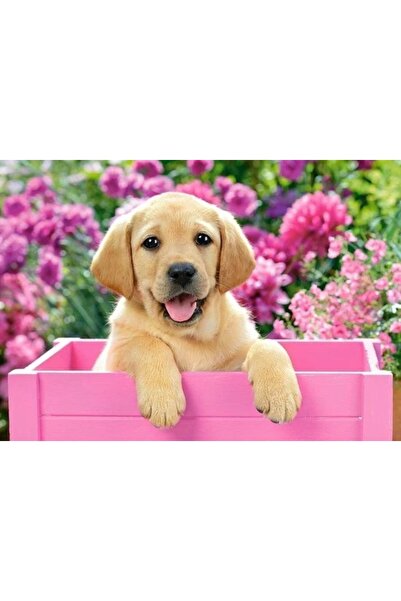 Castorland 300 Parça Labradorr Puppy Puzzle