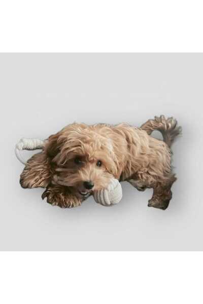 Thaze 7/24 AVM Dörtlü Hijyenik Oyun Seti Tut Çek, Diş Kaşıma, Stres Köpek Oyuncağı