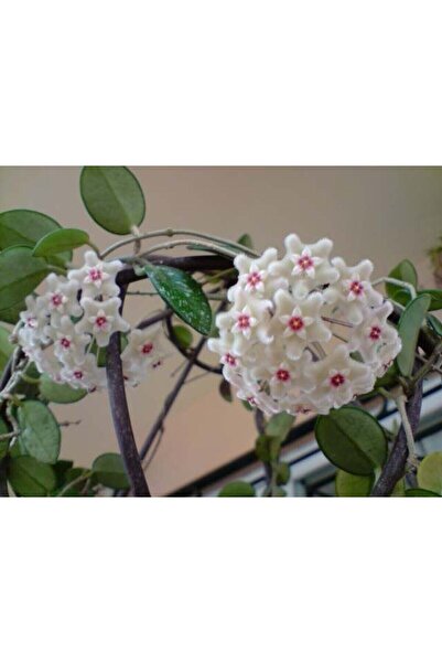 Antalya tropiksera Hoya Cv. Mathilde Splash, Kokulu Mum Çiçeği 10 Cm Toprak D...