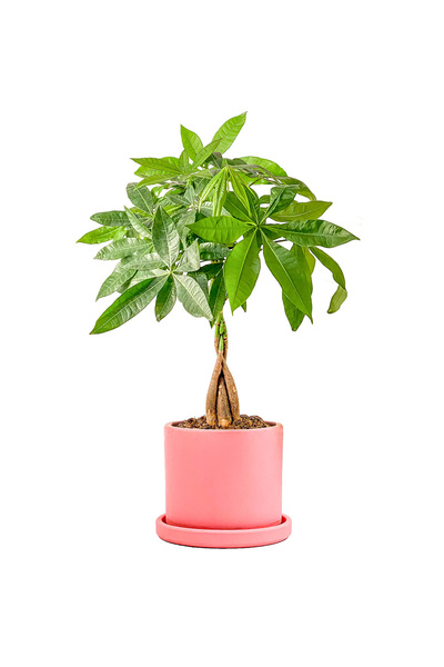 Fidanburada Pachira Aquatica - Ruby Pembe Saksılı Örgülü Para Ağacı