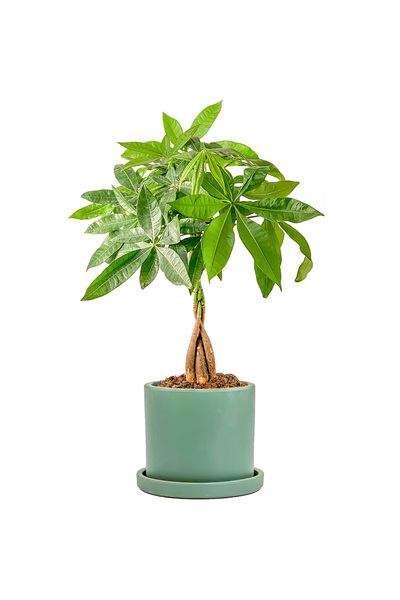 Fidanburada Pachira Aquatica - Ruby Yeşil Saksılı Örgülü Para Ağacı