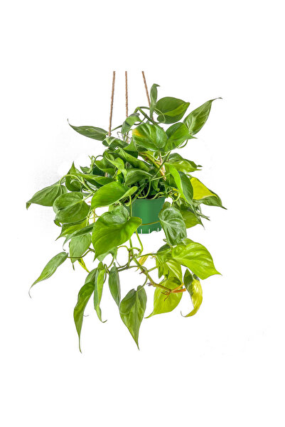 Fidanburada Kalp Yapraklı Salon Sarmaşığı Alacalı-philodendron Scandens Brasi...