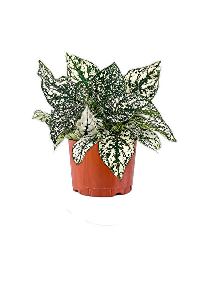 Fidanburada Hypoestes Phyllostachya Beyaz Hostes Çiçeği