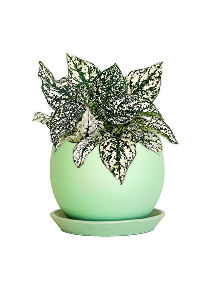 Fidanburada Hypoestes Phyllostachya Beyaz Hostes Çiçeği Curvy Mint Yeşili Sak...