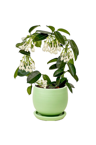 Fidanburada Madagaskar Yasemini Mint Yeşili Curvy Saksılı