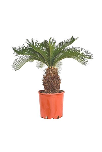 Fidanburada Sikas - Cycas Revoluta - Japon Sago Palmiyesi - Gövde Boyu 20-25 Cm
