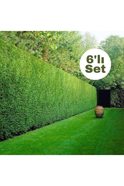 Fidanburada Leylandi (CUPRESSOCYPARİS LEYLANDİİ) 6'lı Set