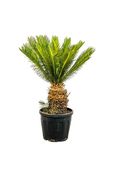 Fidanburada Sikas - Cycas Revoluta - Japon Sago Palmiyesi - Gövde Boyu 30-35 Cm