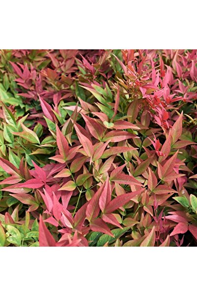 Fidanburada Cennet Bambusu (NANDİNA DOMESTİCA)