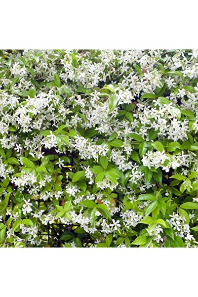 Fidanburada Arap Yasemini