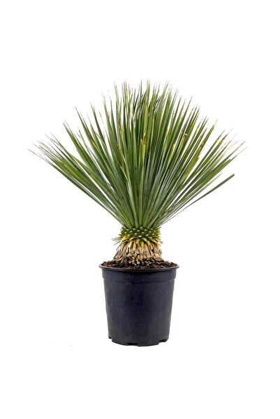 Fidanburada Mavi Yuka - Yucca Rostrata