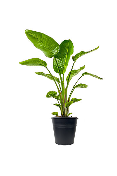 Fidanburada Starliçe (STRELİTZİA NİCOLAİ) Siyah Metal Saksılı