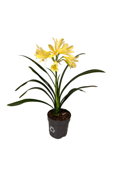 Betonish Clivia Miniata 'Yellow' (Klivya Çiçeği)