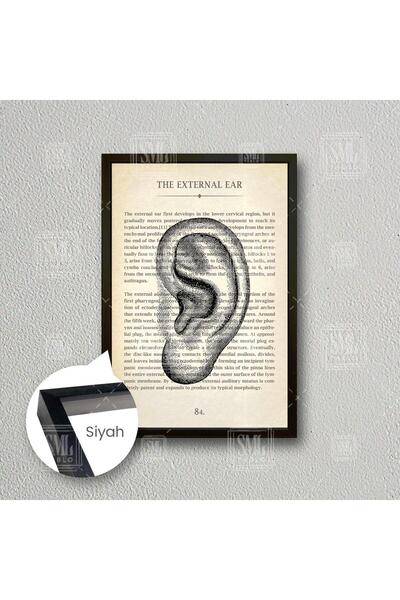 SML TABLO Kulak Burun Boğaz Kbb Dış Kulak Çerçeveli Dikey Kanvas Tablo