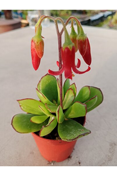 Ravza Çiçekçilik Cotyledon Elisae 5.5 Cm saksı da Kırmızı çiçekli Sukulent