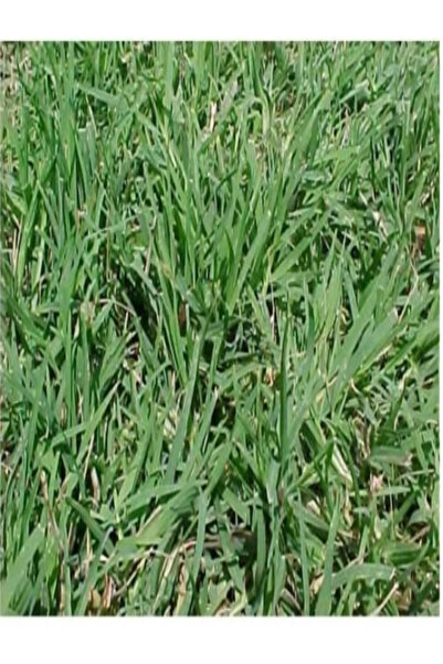 Greenbiz Bermuda Çim Tohumu 5 kg Köpek Dişi Ayrığı Uganda Çim Tohumu