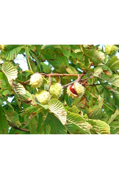 bahçevilya At Kestanesi fidanı 60-80 cm boyların tüplü