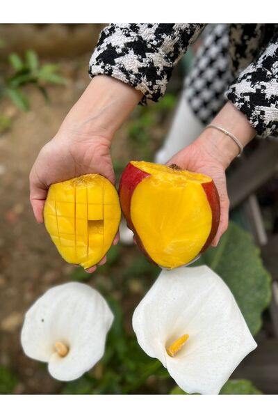 Feride'nin Bahçesi MANGO 1 ADET