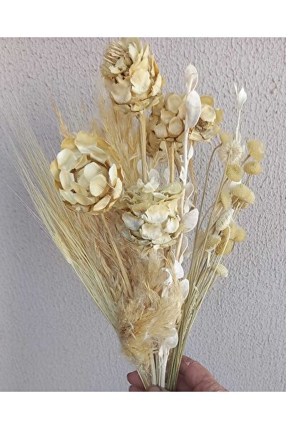 kutmen زهرة جافة بيضاء متوسطة (زهرة استوائية)