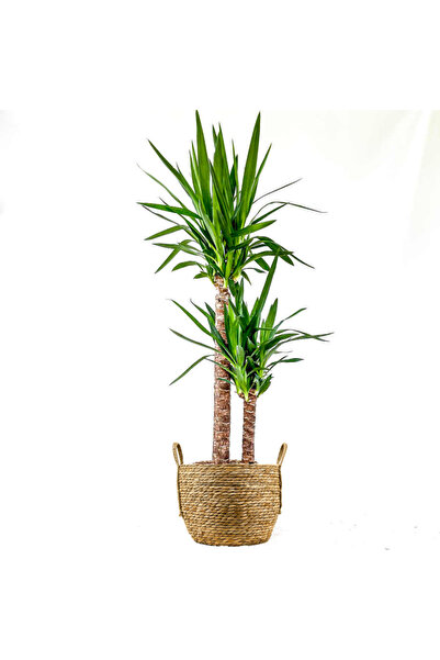 Fidanburada Yuka Bitkisi (YUCCA MASSENGENA) 2 Gövdeli Boho Hasır Saksılı 80-1...