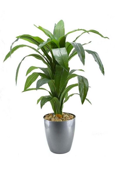 DRAMA HOME Artificial Corn Tree in a Green/Grey Pot 120cm