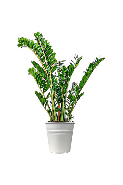 Fidanburada Zamia Large (Zamioculcas Zamiifolia) Beyaz Metal Saksılı