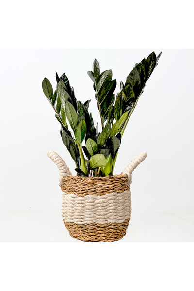 Fidanburada Siyah Zamia Mini (Zamioculcas Zamiifolia) Beyaz Şeritli Hasır Sak...