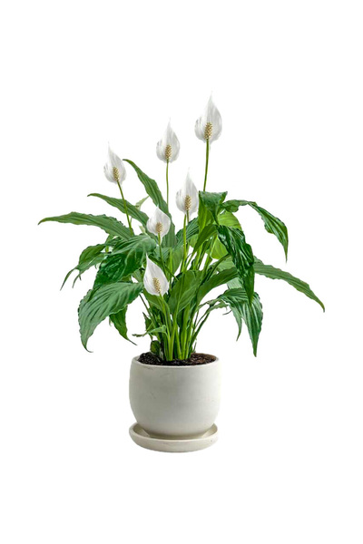 Fidanburada Barış Çiçeği - Curvy Beyaz Saksılı-Spathiphyllum