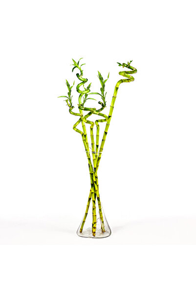 Fidanburada Şans Bambusu 5'li (DRACAENA LUCKY BAMBOO) Vazolu Set