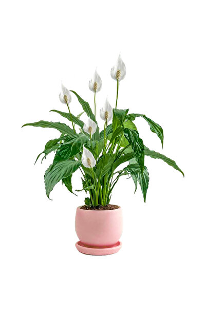 Fidanburada Barış Çiçeği - Curvy Pembe Saksılı-Spathiphyllum