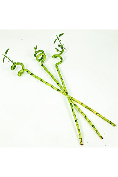 Fidanburada Şans Bambusu (DRACAENA LUCKY BAMBOO) 3'lü