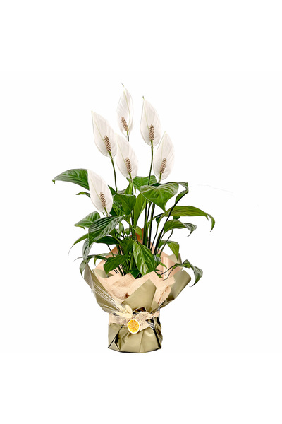 Fidanburada Hediye Paketli Barış Çiçeği - Spathiphyllum