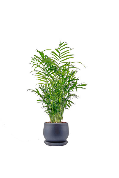 Fidanburada Dağ Palmiyesi - Curvy Antrasit Saksılı Chamaedorea Elegans İthal-...