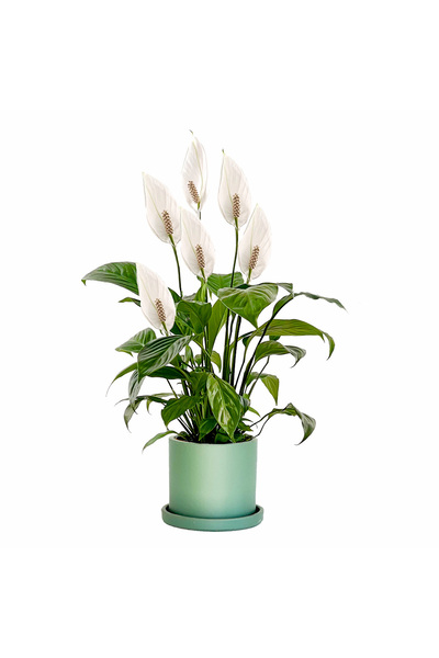 Fidanburada Barış Çiçeği - Ruby Mint Yeşili Saksılı- Spathiphyllum