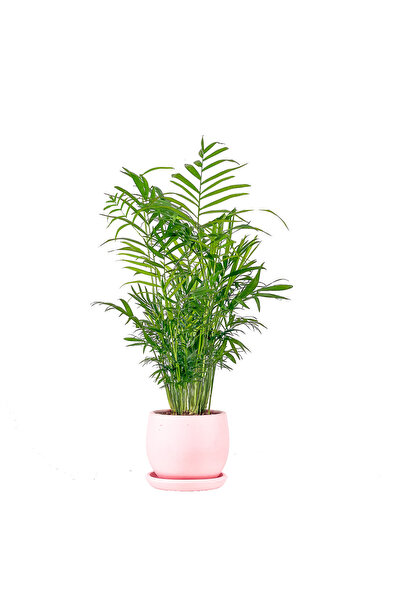 Fidanburada Dağ Palmiyesi - Curvy Pembe Saksılı Chamaedorea Elegans Ithal-30-...