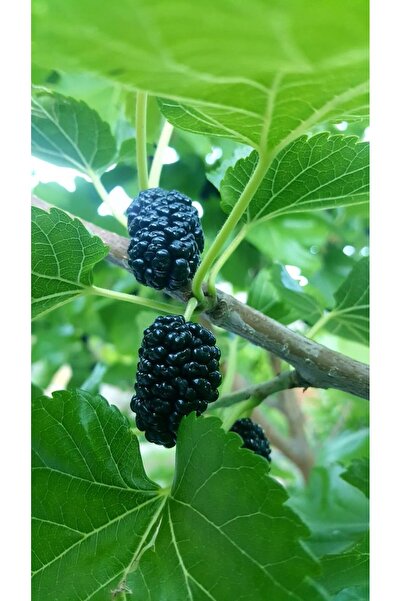 MANAVGOOD Karadut Ağacı Dalı 40 Adet Kemirgenler İçin Besleyici Atıştırmalık