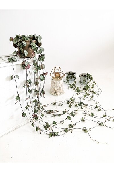 Fidanburada Kalp Kalbe Karşı-ceropegia Woodii Subsp.