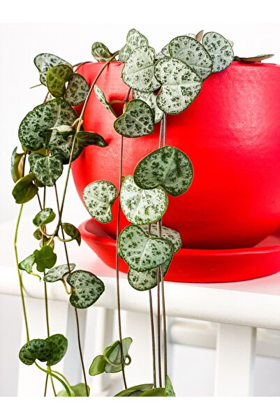 Fidanburada Kalp Kalbe Karşı- Curvy Kırmızı Saksılı - Ceropegia Woodii Subsp