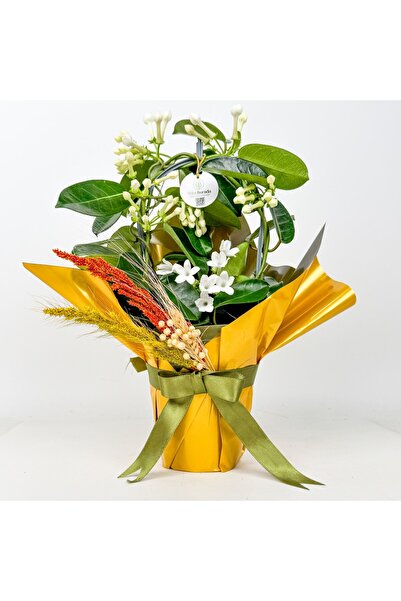Fidanburada Hediye Paketli Madagaskar Yasemini (Stephanotis Floribunda)