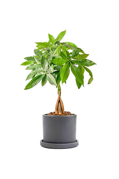 Fidanburada Pachira Aquatica - Ruby Gri Saksılı Örgülü Para Ağacı