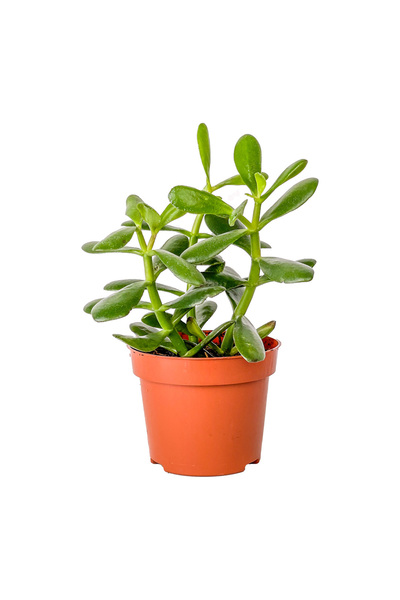 Fidanburada Crassula Ovata - Para Çiçeği