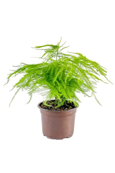 Fidanburada Asparagus Setaceus - Tül Kuşkonmaz 30-40 Cm